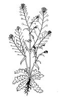 view M0011802: Reproduction of a outline drawing of Thlapsi bursa-pastoris (shepherd's purse) from The Greek herbal of Dioscorides, printed 1934