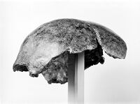 view M0011848: Photograph of a human skull-cap, described as the Châtelperron skull, from the French Early Upper Palaeolithic period