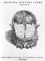 view M0011753: Reproduction of an illustration of the brain from Andreas Vesalius' De humani corporis fabrica, 1543