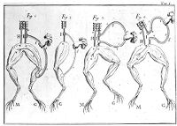 view M0012614: Illustration of frog's legs showing sciatic nerve