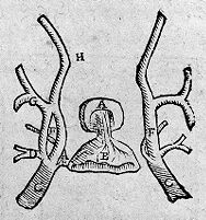 view M0011762/M0011762EB/M0011762EC/M0011762ED: Reproductions of four illustrations of the brain from Andreas Vesalius' De humani corporis fabrica, 1543