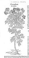 view M0011916: Reproduction of a book illustration of Coriandrum, or coriander