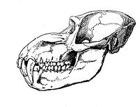 view M0012295EA: Illustration of primate skull from <i>Les primates de l'Afrique</i>