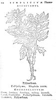 view M0011919: Reproduction of a book illustration of Hyoscyamus, or Bilsenkraut