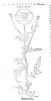 view M0011918: Reproduction of a book illustration of Papaver rubrum, Klapperrosen, or red poppy