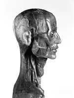 view M0012215: Italian anatomical figure in wax showing lateral view of arteries in the head and neck, 18th century