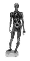 view M0012213: Italian anatomical figure in wax showing anterior view of arterial system, 18th century