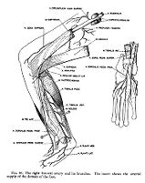 view M0012135: Reproduction of a diagram of the right femoral artery and its branches from Theodore H. Bast's The anatomy of the rhesus monkey, 1933