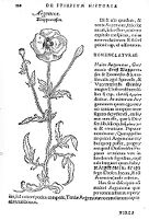 view M0011914: Reproduction of a book illustration of Klapperrosen, or poppy