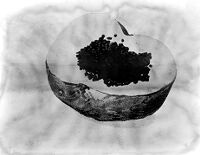 view M0012595: Potato used as nutrient medium to cultivate Micrococcus Prodigious