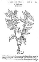 view M0011915: Reproduction of a book illustration of Bilsenkraut, or Hyoscyamus