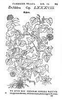 view M0011917: Reproduction of a book illustration of Hedera, or ivy