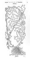 view M0011921: Reproduction of a book illustration of Hedera, or ivy