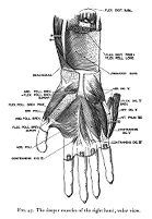 view M0012126: Reproduction of a diagram showing the deeper muscles of the right hand, volar view, from Theodore H. Bast's The anatomy of the rhesus monkey, 1933