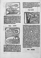 view M0012007: Reproduction of the woodcut title page from Laurence Andrew's The noble lyfe & natures of man, of bestes, serpentys, fowles & fisshes yt be moste knowen, 1521?