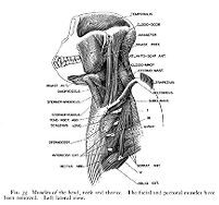 view M0012121: Reproduction of a diagram showing muscles of the head, neck and thorax, from Theodore H. Bast's The anatomy of the rhesus monkey, 1933