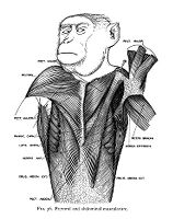 view M0012122: Reproduction of a diagram showing the pectoral and abdominal musculature from Theodore H. Bast's The anatomy of the rhesus monkey, 1933