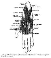 view M0012129: Reproduction of a diagram showing the more superficial plantar muscles of the right foot from Theodore H. Bast's The anatomy of the rhesus monkey, 1933