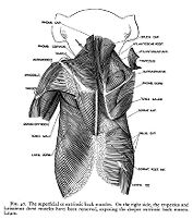 view M0012124: Reproduction of a diagram showing the superficial or extrinsic back muscles from Theodore H. Bast's The anatomy of the rhesus monkey, 1933