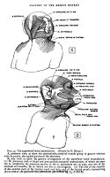 view M0012131: Reproduction of a diagram showing the superficial facial musculature from Theodore H. Bast's The anatomy of the rhesus monkey, 1933