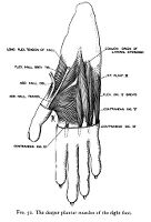 view M0012130: Reproduction of a diagram showing the deeper plantar muscles of the right foot from Theodore H. Bast's The anatomy of the rhesus monkey, 1933