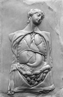 view M0012184EC: Photograph of a wax plaque showing various parts of the female anatomy, in particular the lungs and intestines