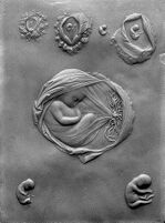 view M0012186EB: Photograph of a wax plaque showing a human embryo and placenta at seven different stages of development