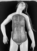 view M0012194: Photograph of a female anatomical wax model, close up of the torso from above with a layer removed to reveal the lungs, liver and intestines