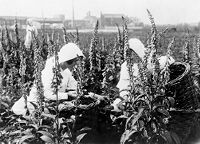 view M0013020EA / M0013020EB: Gathering Digitalis at Materia Medica Farm