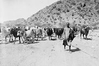 view M0013037: Herdsmen and cattle, Jebel Moya