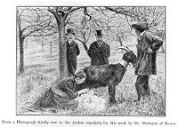 view M0013657: A child feeding direct from a goat