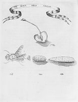 view M0014144: Development of a fly, from Redi: <i>Generazione degl'insetti</i>, 1688
