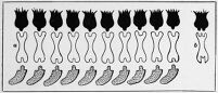 view M0013394: Immune bodies diagram