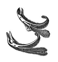 view M0013407: Illustration of dental forceps.