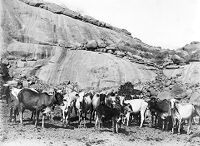 view M0013040: Cattle at Saqadi wells, Jebel Moya