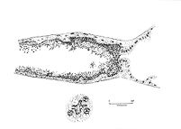 view M0013240: Drawing of a logitudinal section of dog flea intestine.