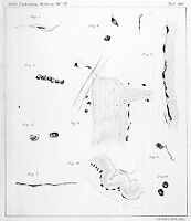 view M0013356: Illustration showing the use of analine dyes in microscopy