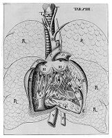 view M0014157: Drawing of the heart, from Highmore: <i>Corporis humani</i>, 1651
