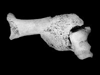 view M0013659: Prehistoric sheep bone showing fracture