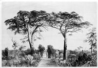view M0013591: View of the Physic Garden looking south in the Society of Apothecaries of London.