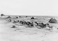 view M0013038: Cattle returning from Saqadi wells, Jebel Moya