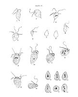 view M0013016: Illustration of intestinal protozoa