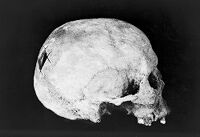 view M0013026: A human skull from Tell el Duweir