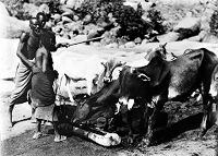 view M0013039: Cattle at Saqadi wells, Jebel Moya