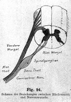 view M0014445: Diagram of nerves within a bone, 1892