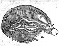 view M0014439EA: Stucture of the Brain, according to Descartes