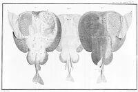 view M0014494: Electric organ of the torpedo fish by John Hunter, 1782