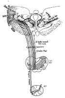 view M0014454: Schema der Einstrahlung in der Thalamus
