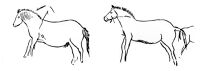 view M0015295: Illustration of two horses, Upper Palaeolithic