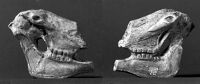 view M0015049: Cast of a horse's skull carved in a piece of reindeer antler